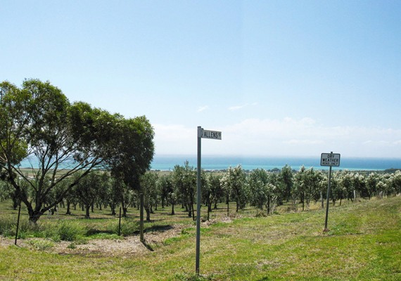 View of Olive Grove (Source - Tract Consultants).png