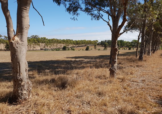 Ash Road, Leopold