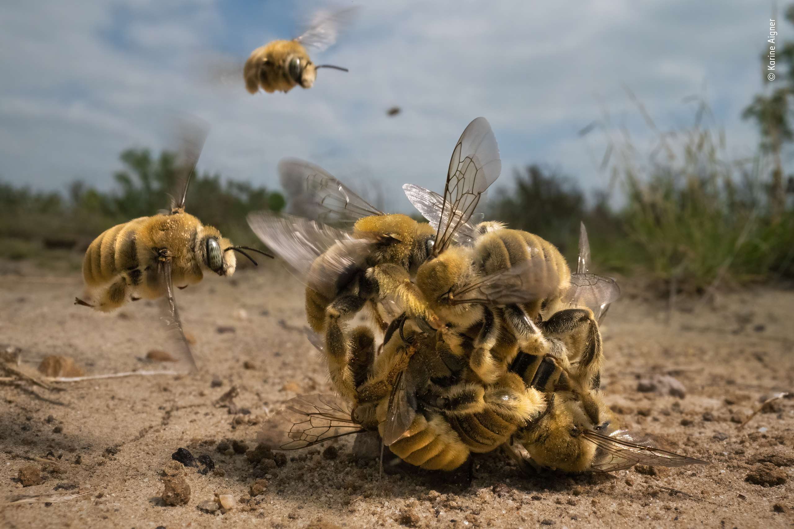 	The big buzz by Karine Aigner (USA) Winner, Behaviour: Invertebrates Adult Grand Title Winner 2022