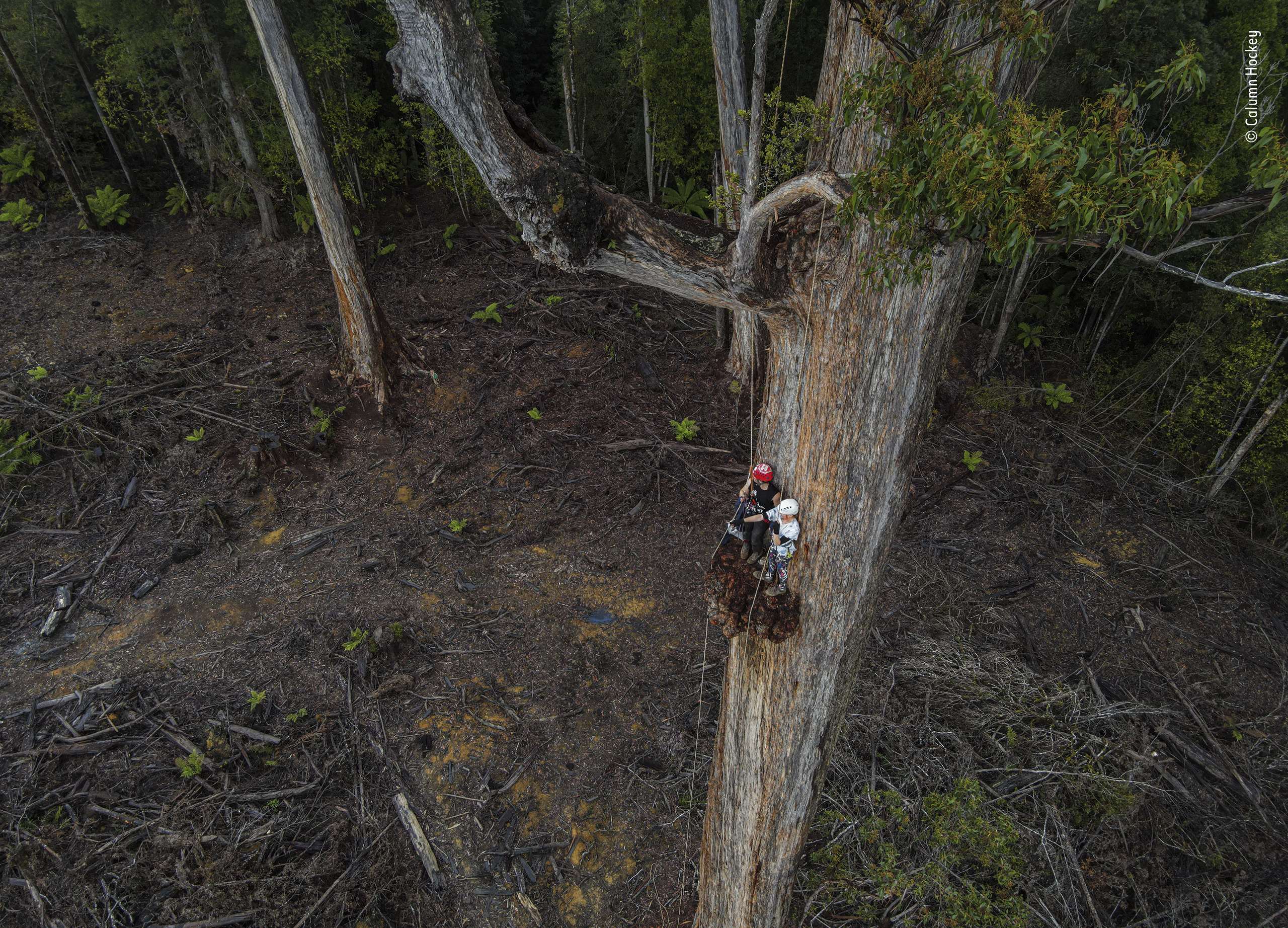 Up a gum tree by Calumn Hockey (Australia) Highly Commended, Photojournalism