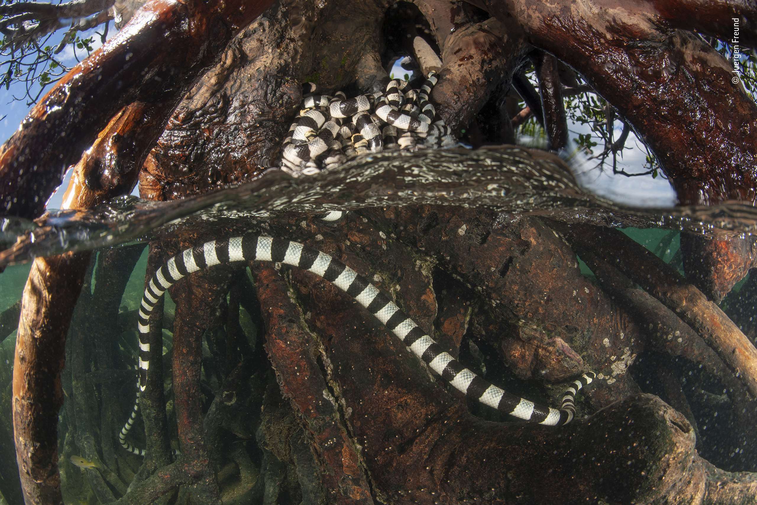 	The snake tree by Juergen Freund (Australia), Highly Commended, Behaviour: Amphibians and Reptiles