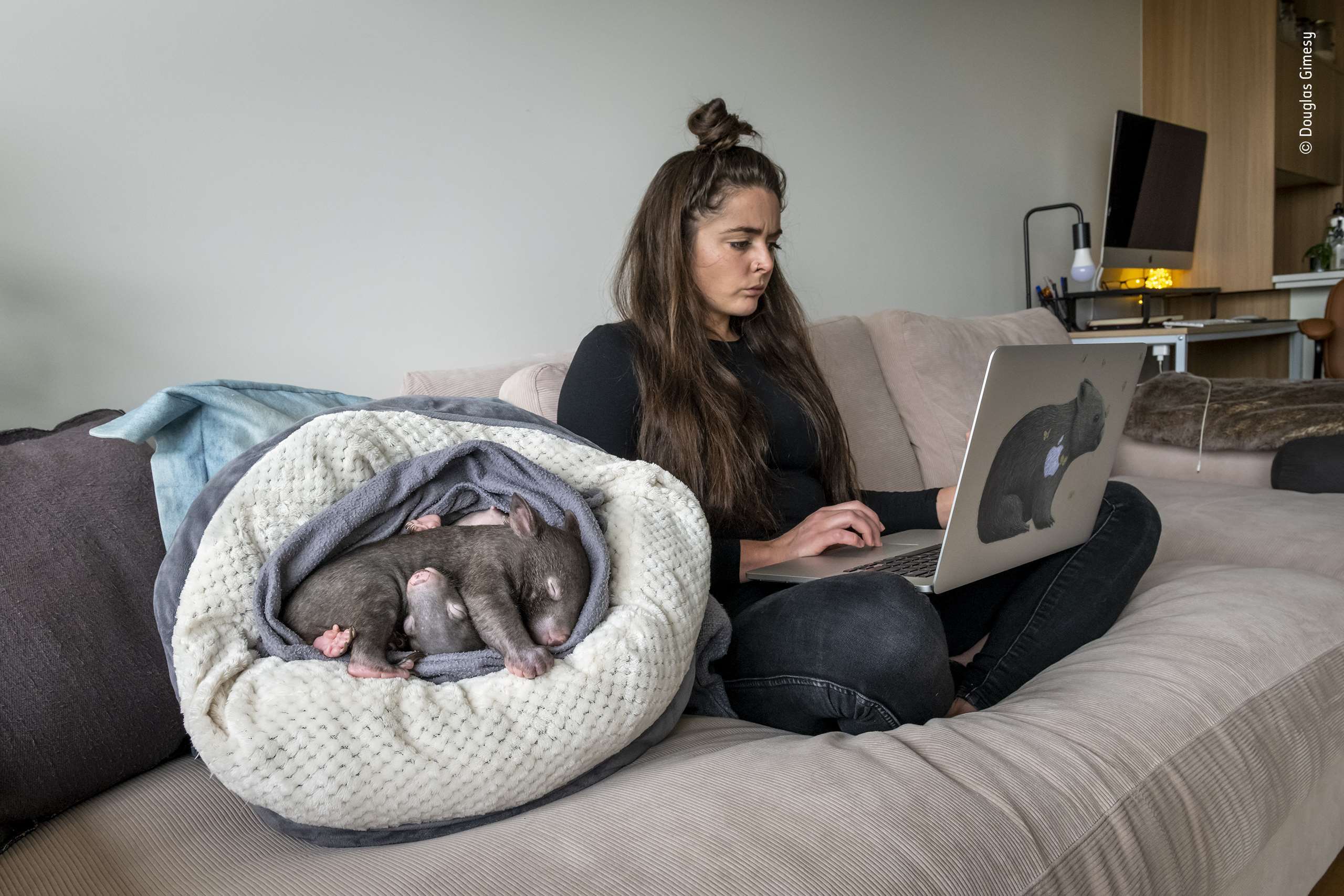Wombat lockdown by Douglas Gimesy (Australia), Highly Commended Photojournalism