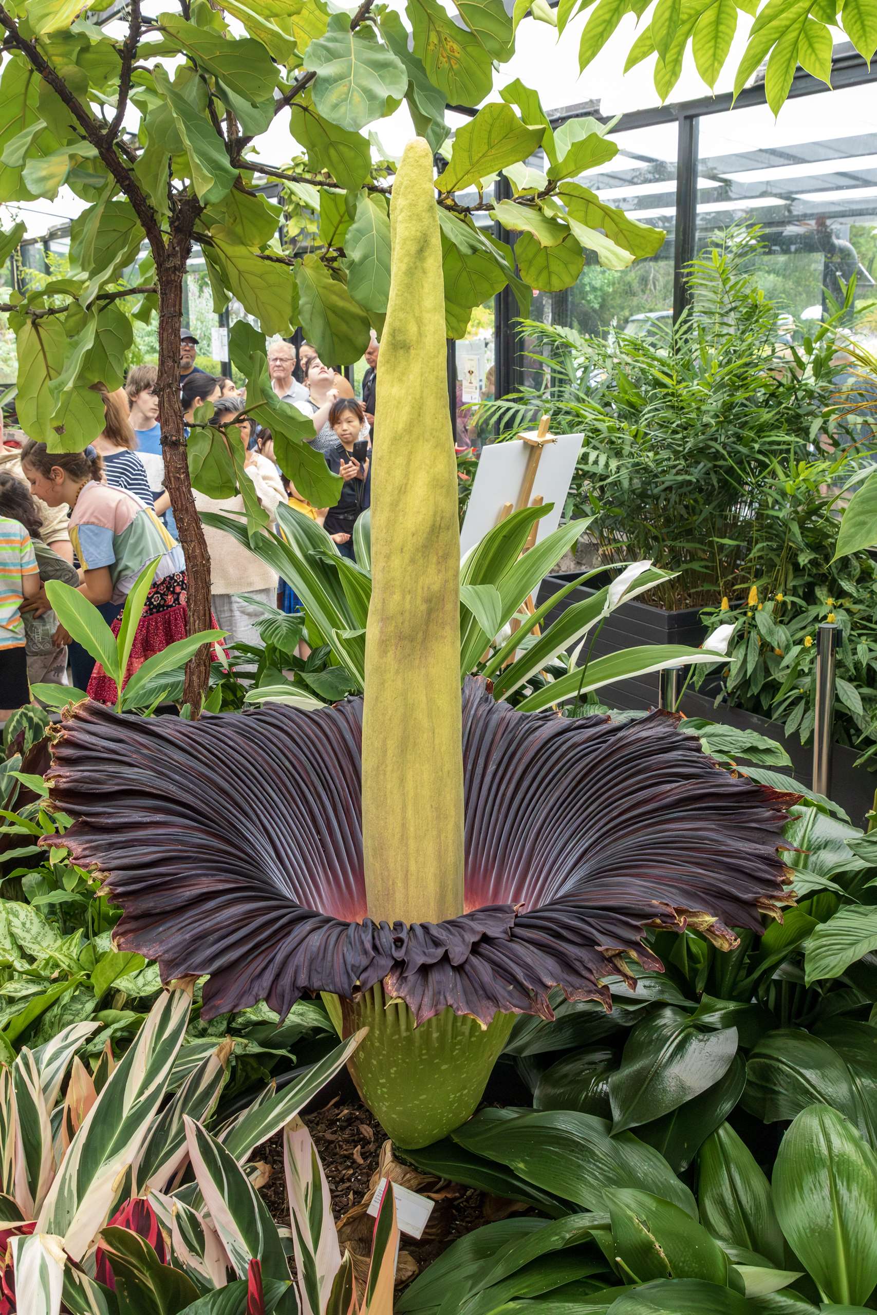 elephant ear plants Coco