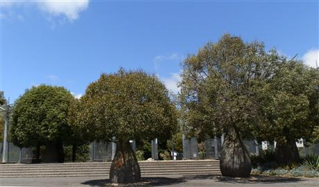 Brachychiton rupestris at the entrance to the Geelong Botanic Gardens