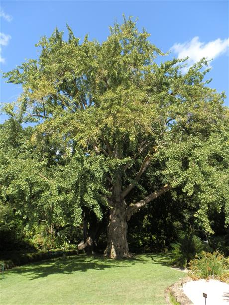 Ginkgo biloba at Geelong Botanic Gardens