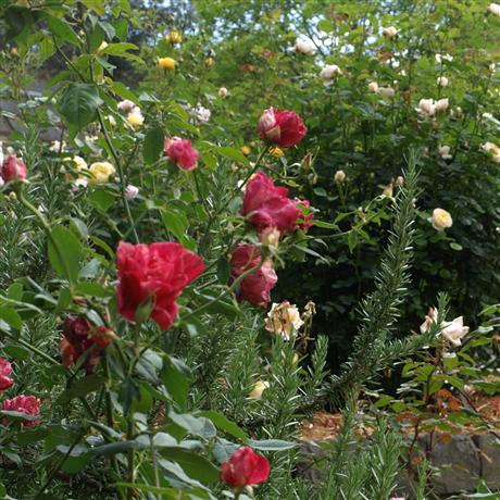 Spring blooms in the Geelong Botanic Gardens heritage rose garden