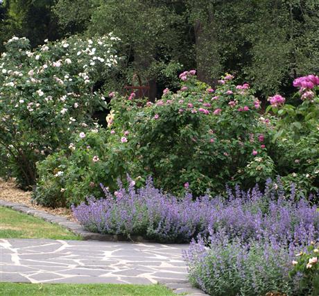 Rose Garden in flower
