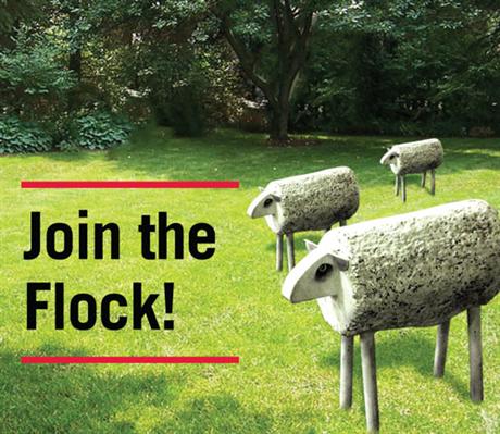 Join the Flock