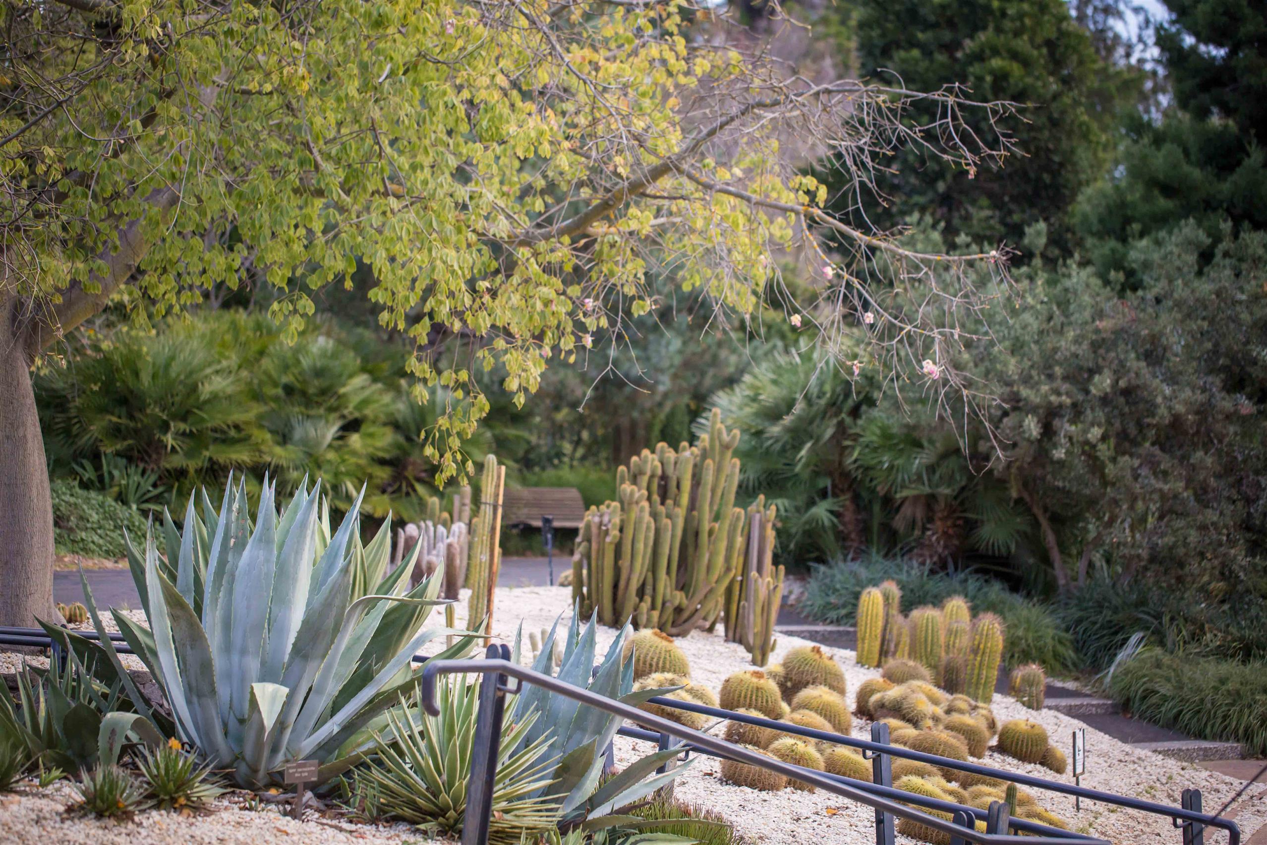 Geelong Botanical Gardens