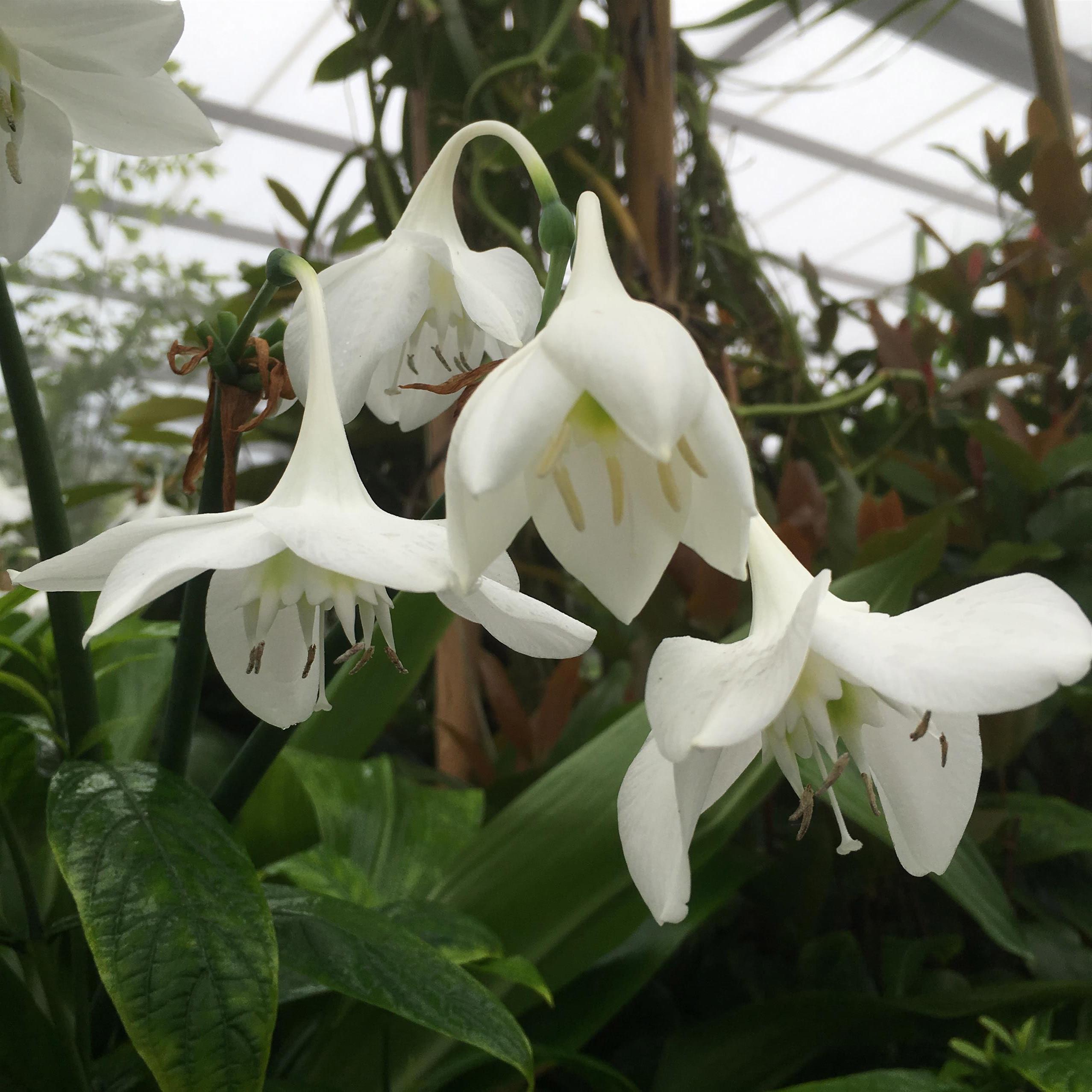 Amazon Lily