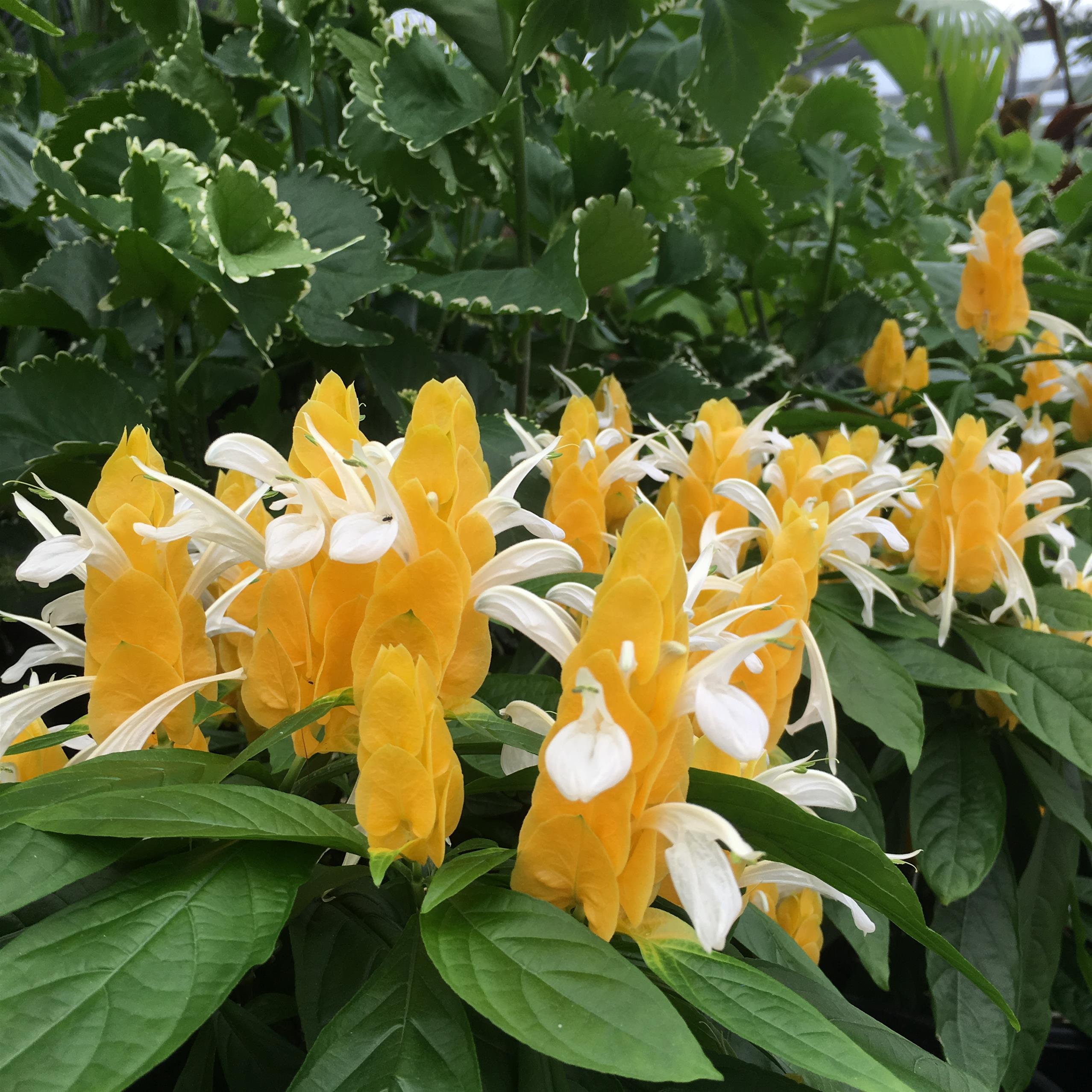 Conservatory - Golden Shrimp Plant