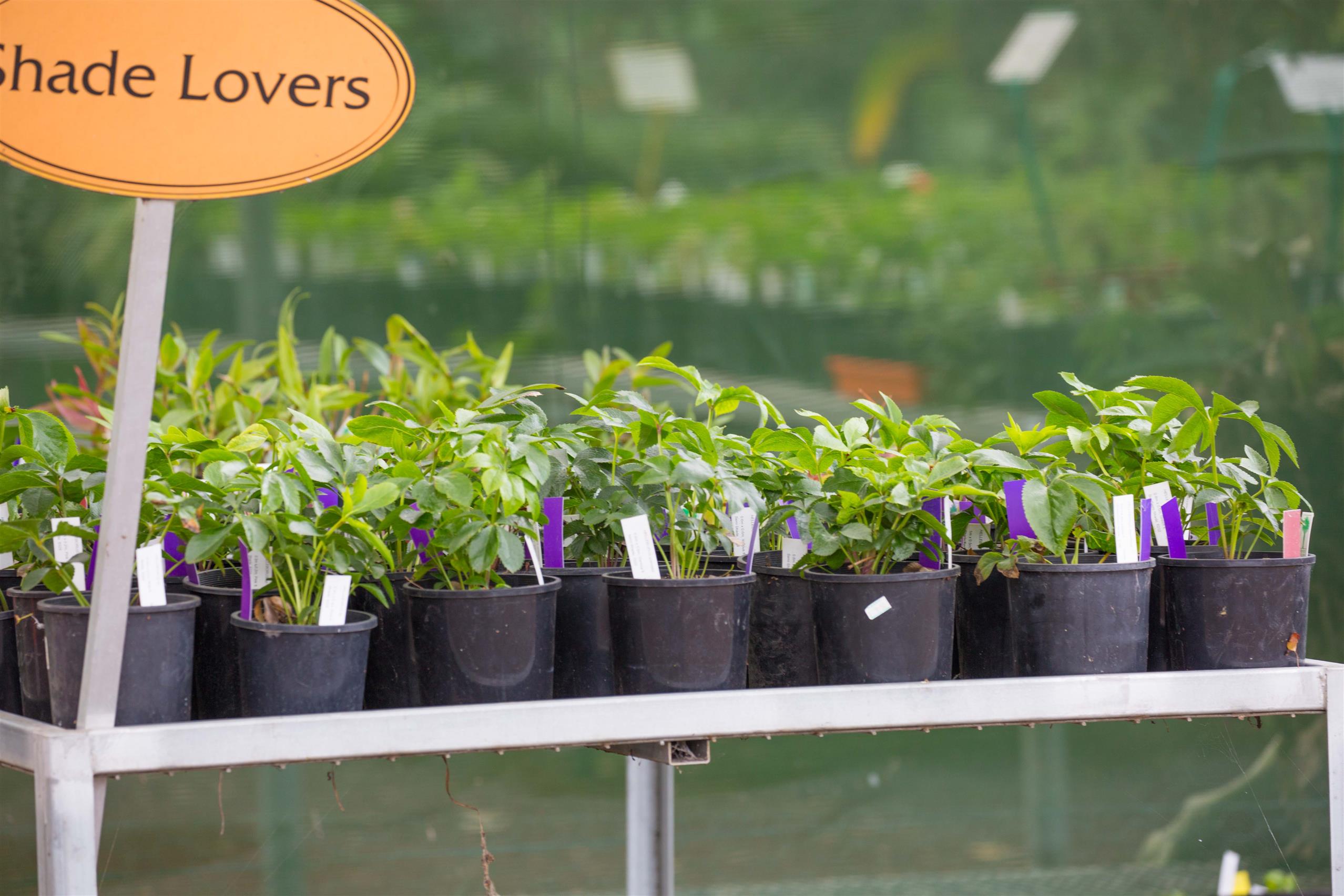 Friends Nursery stock for sale 