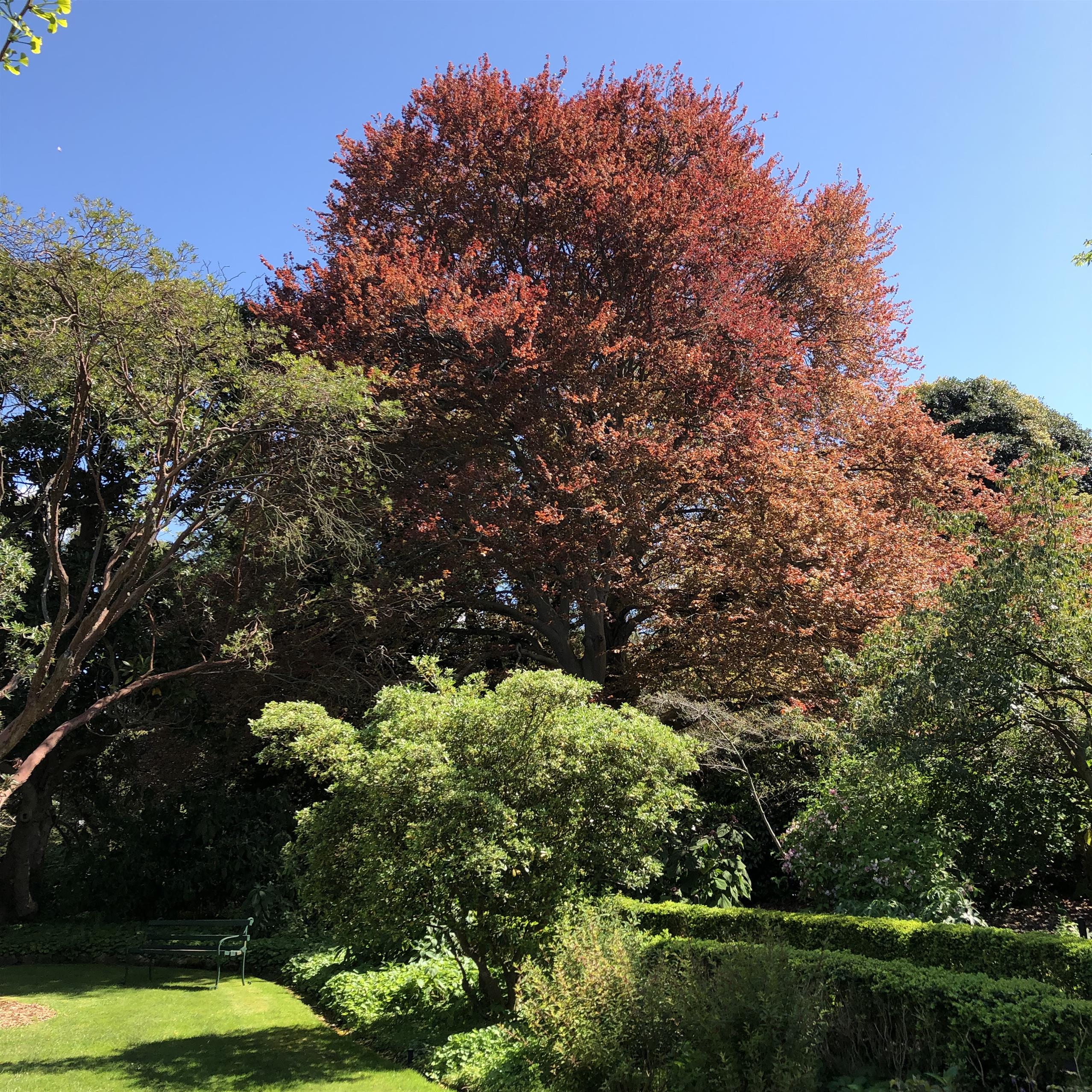 Copper Beech in early spring