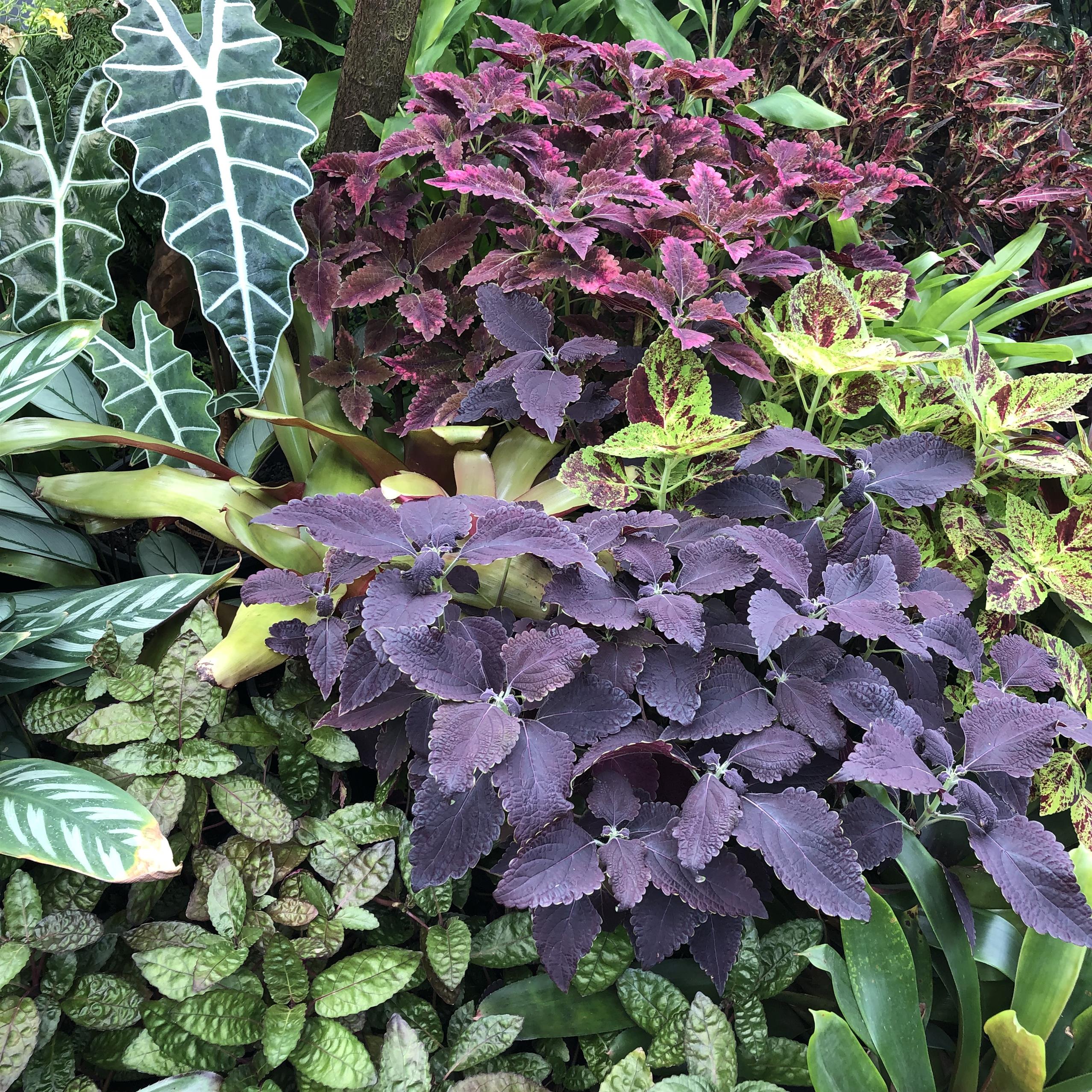 Conservatory amazing foliage plants