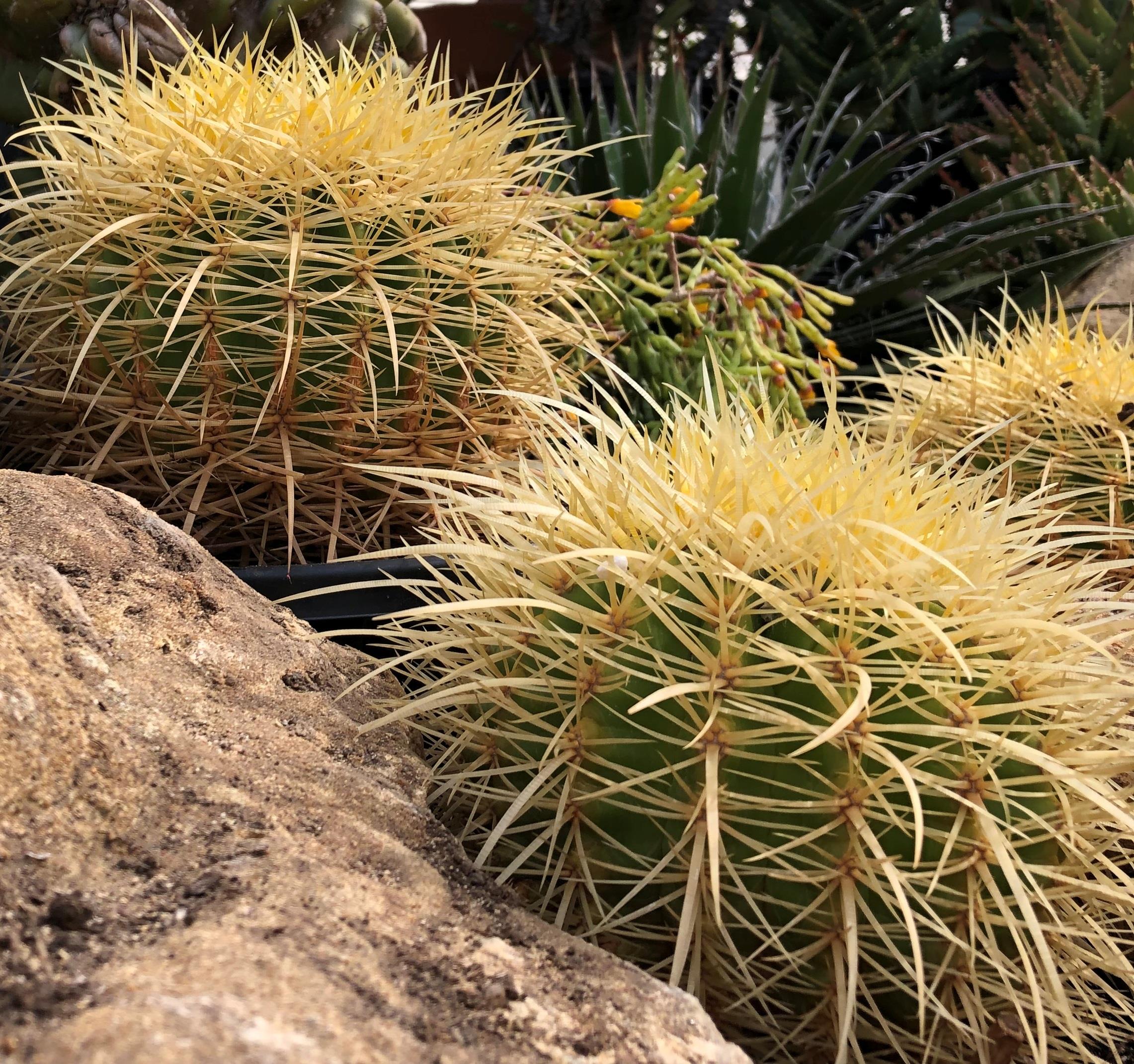 Curiosity Cabinet Barrel Cactus