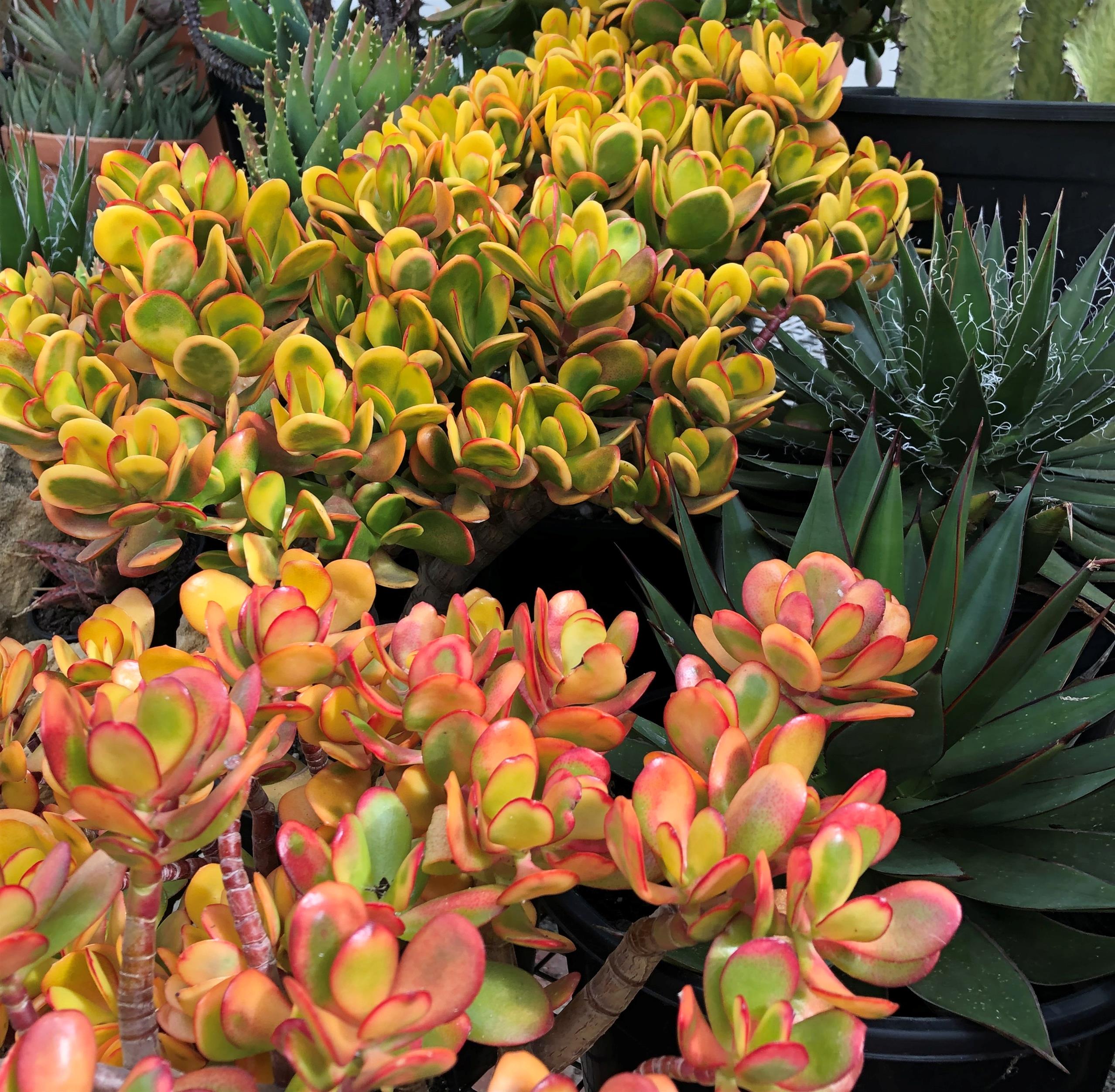 Curiosity Cabinet Kalanchoe
