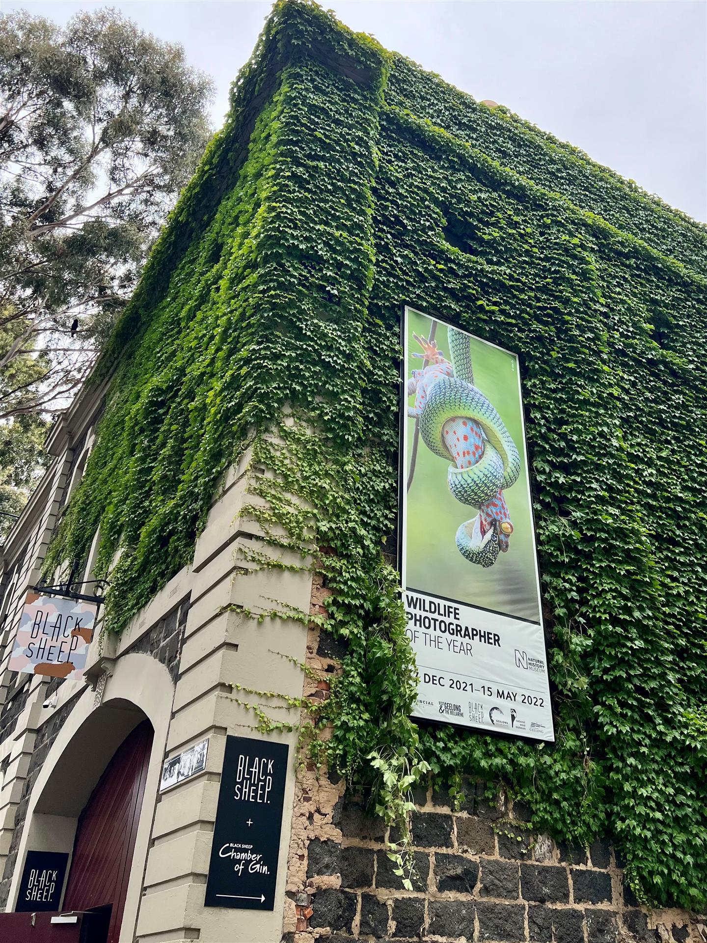 Dennys Lascelles Woolstore - Ivy Wall