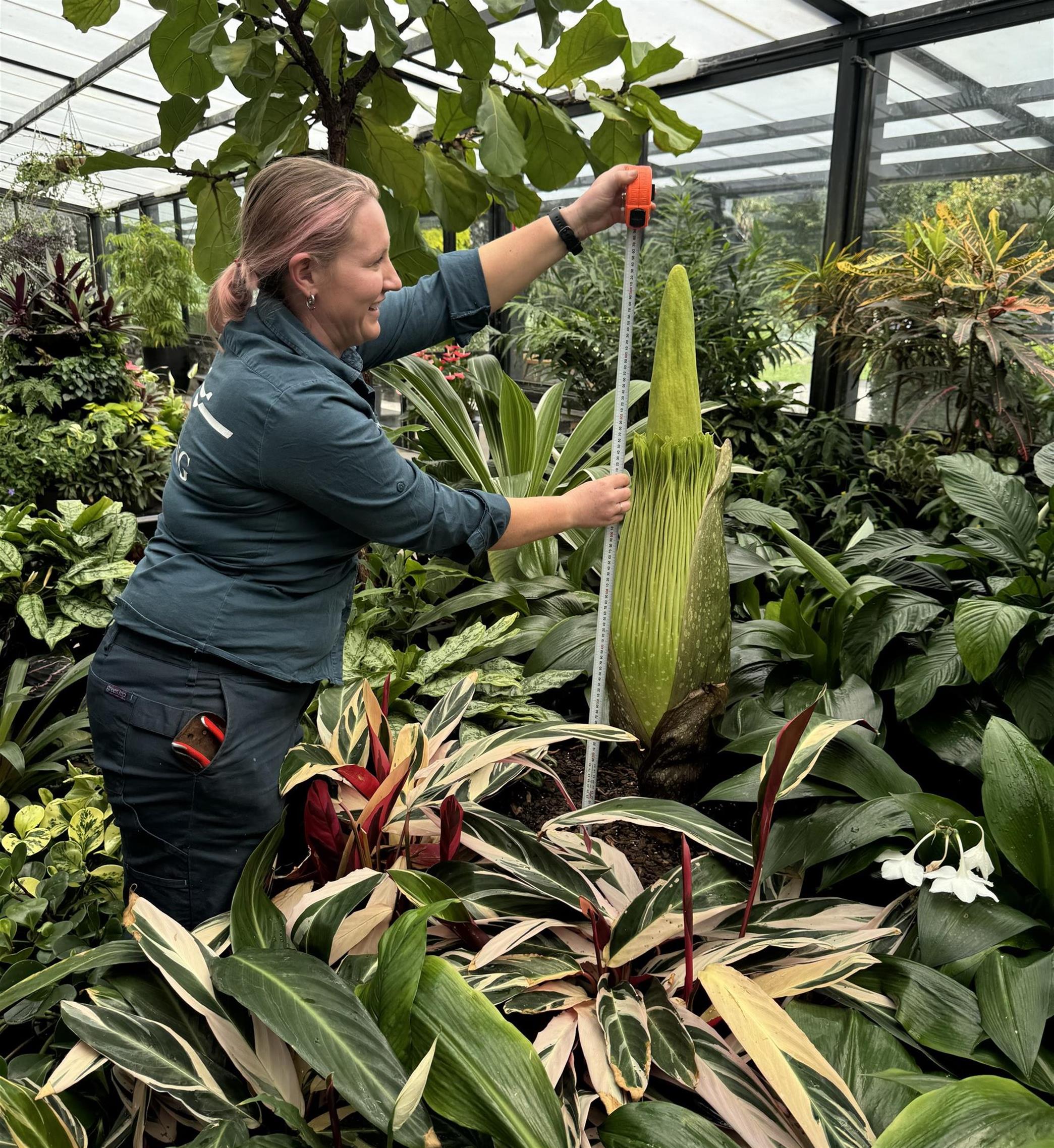 Corpse plant in bloom