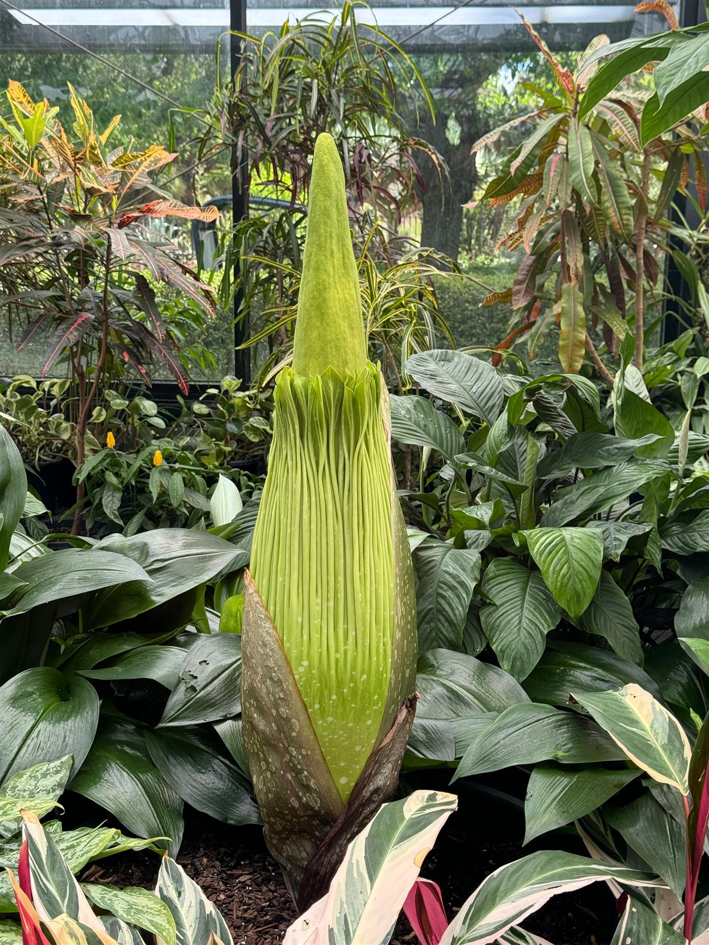 Corpse plant in bloom