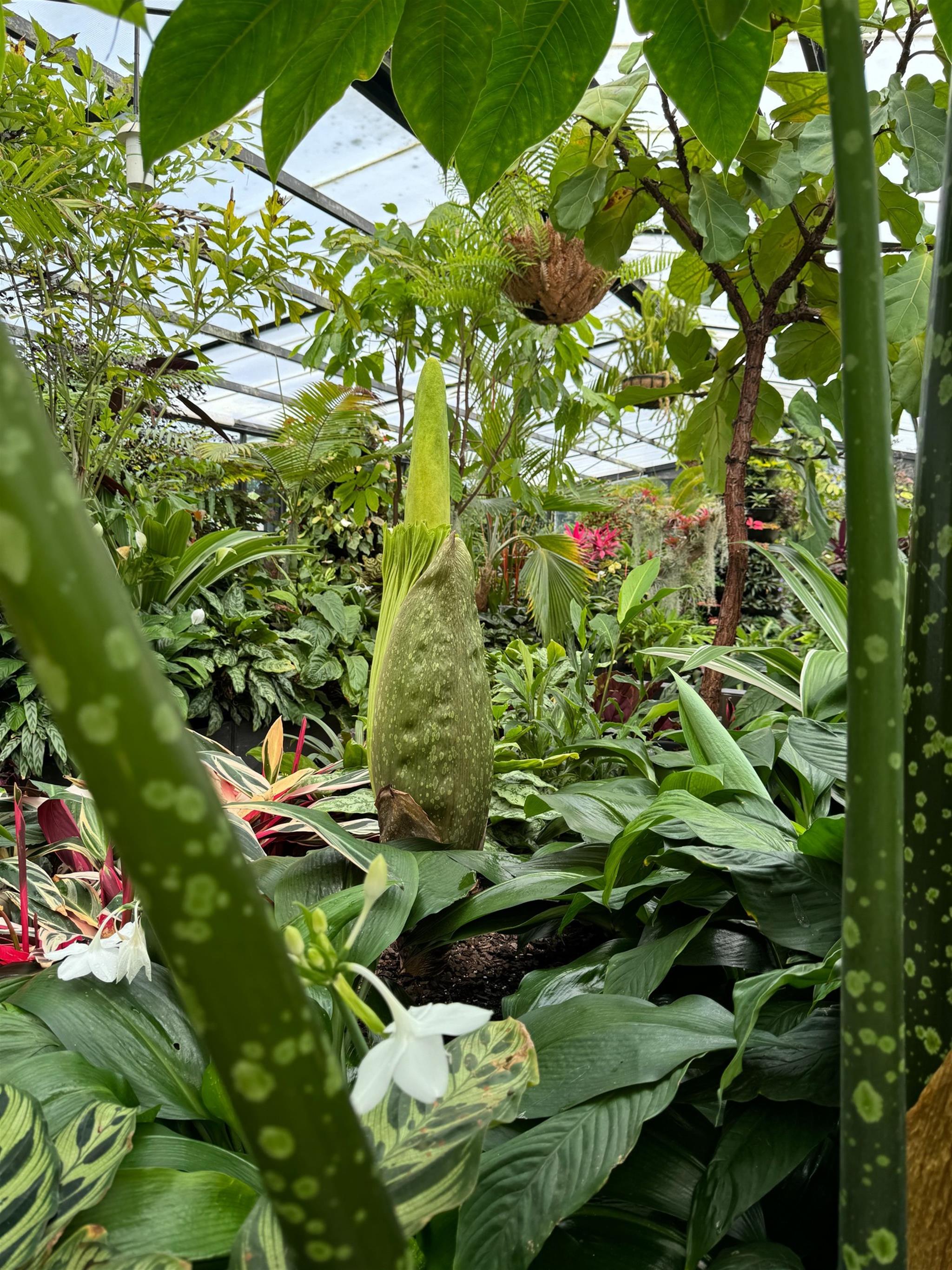 Corpse plant in bloom