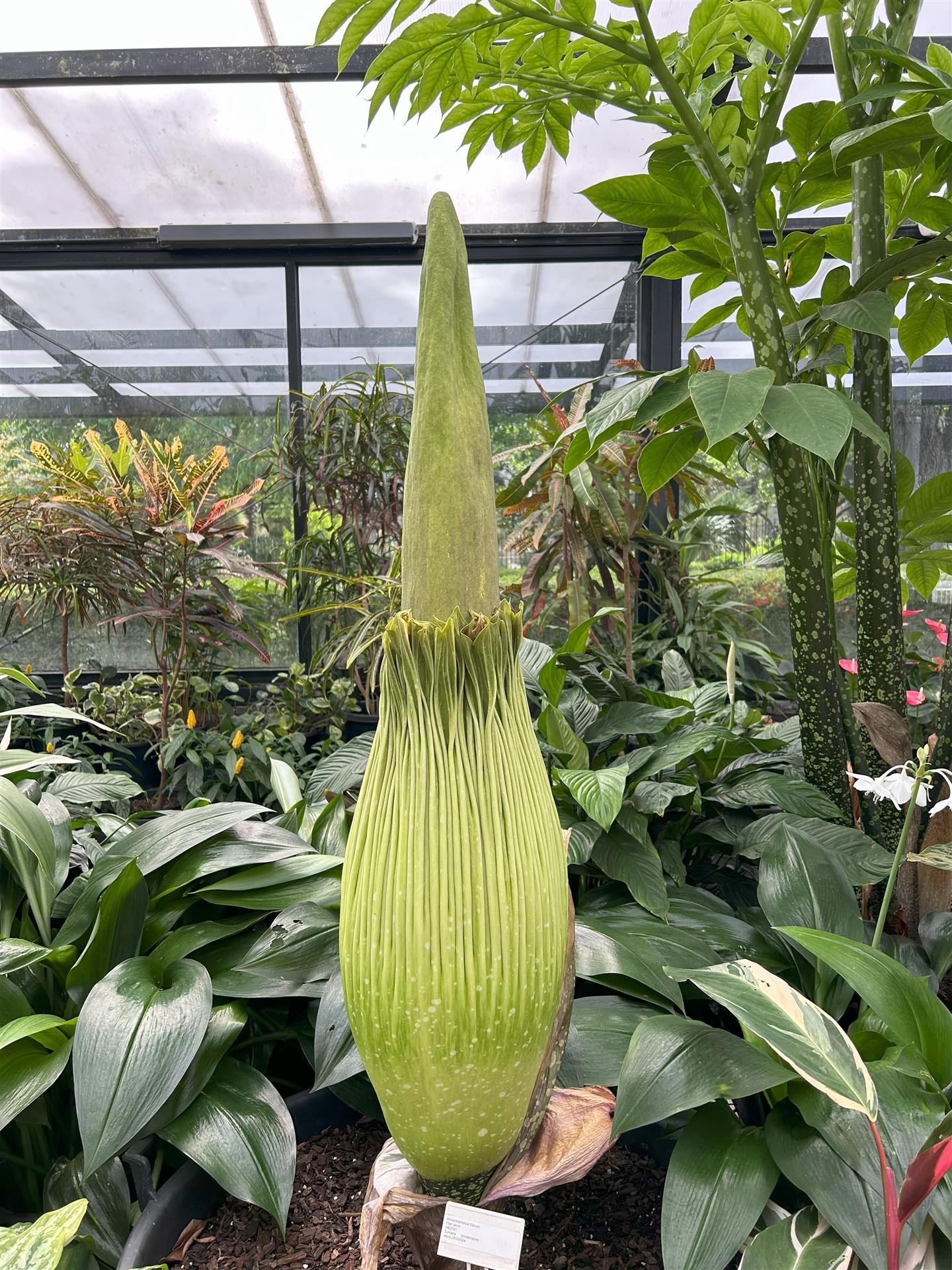 Corpse Plant Update 4 November