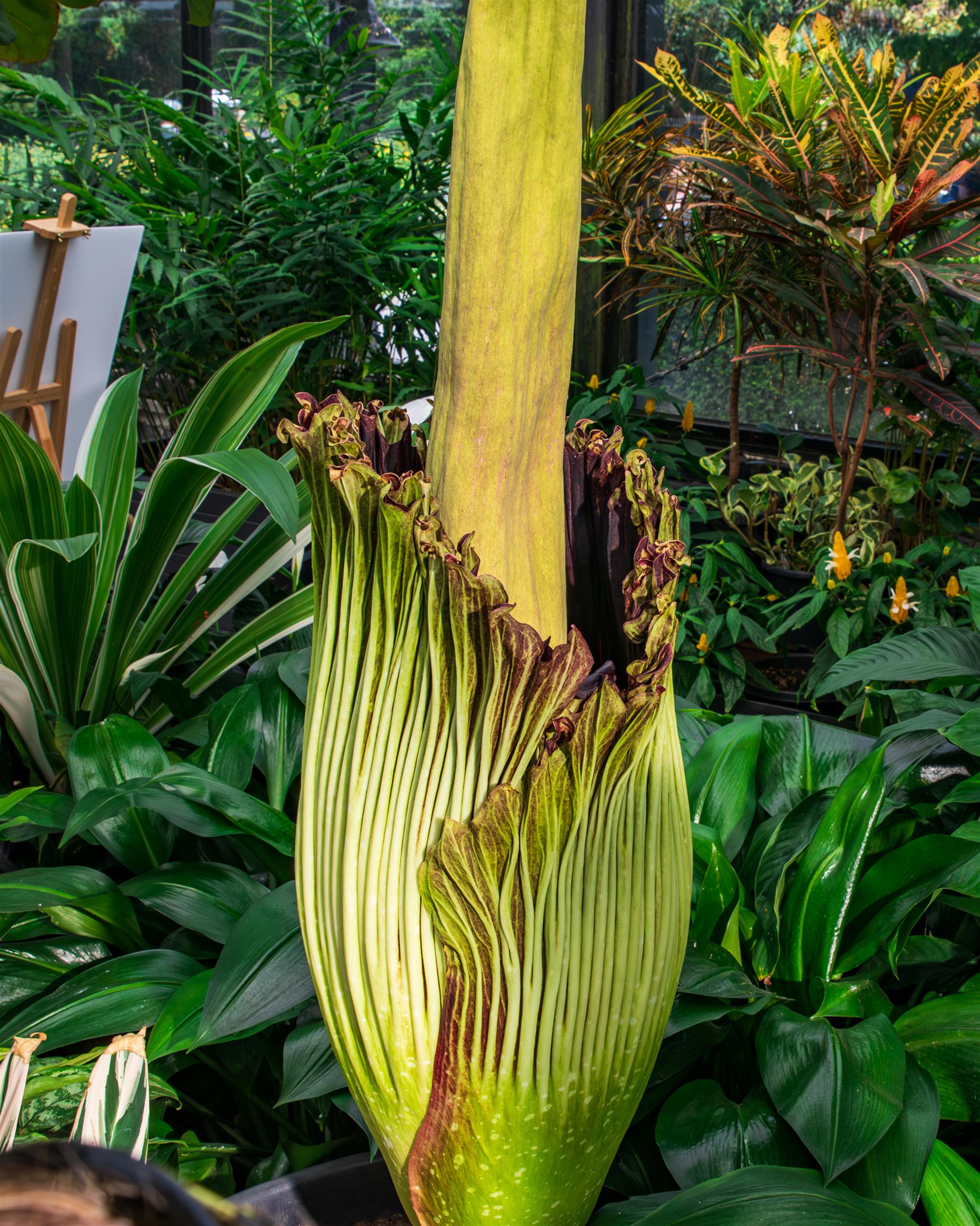 Corpse plant in bloom