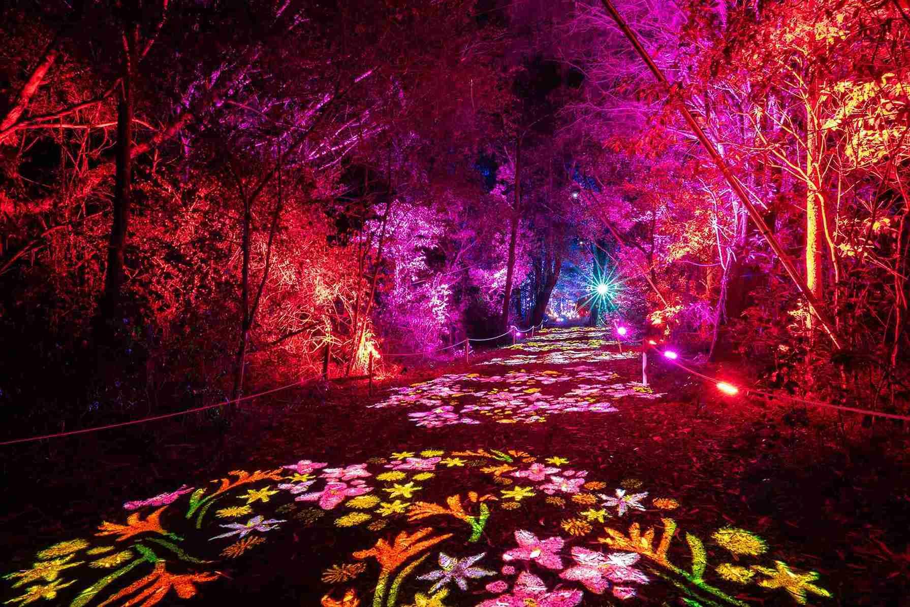 Bloom Photos