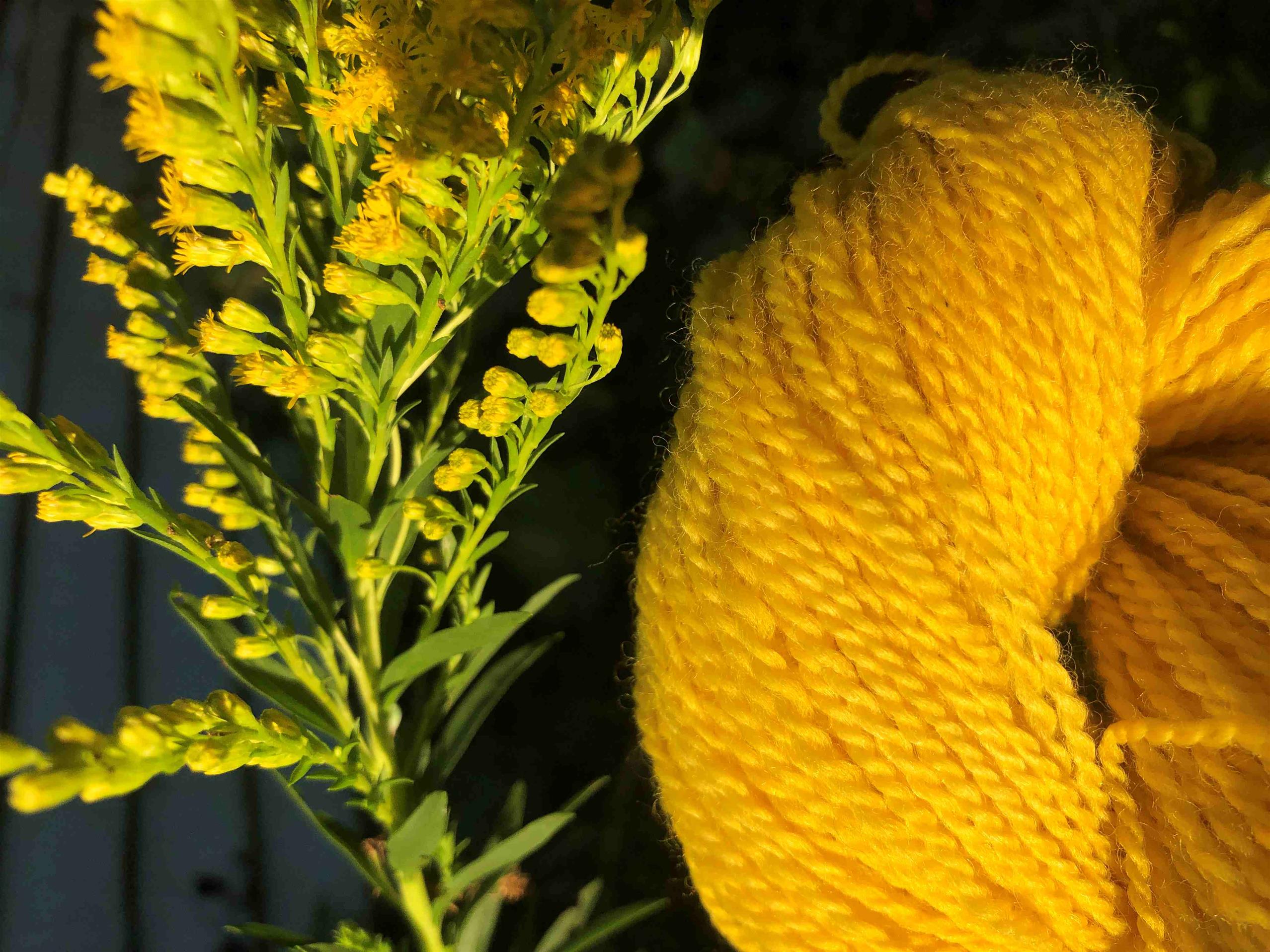 Natural Dyeing with Heather Thomas (Winter 2026)