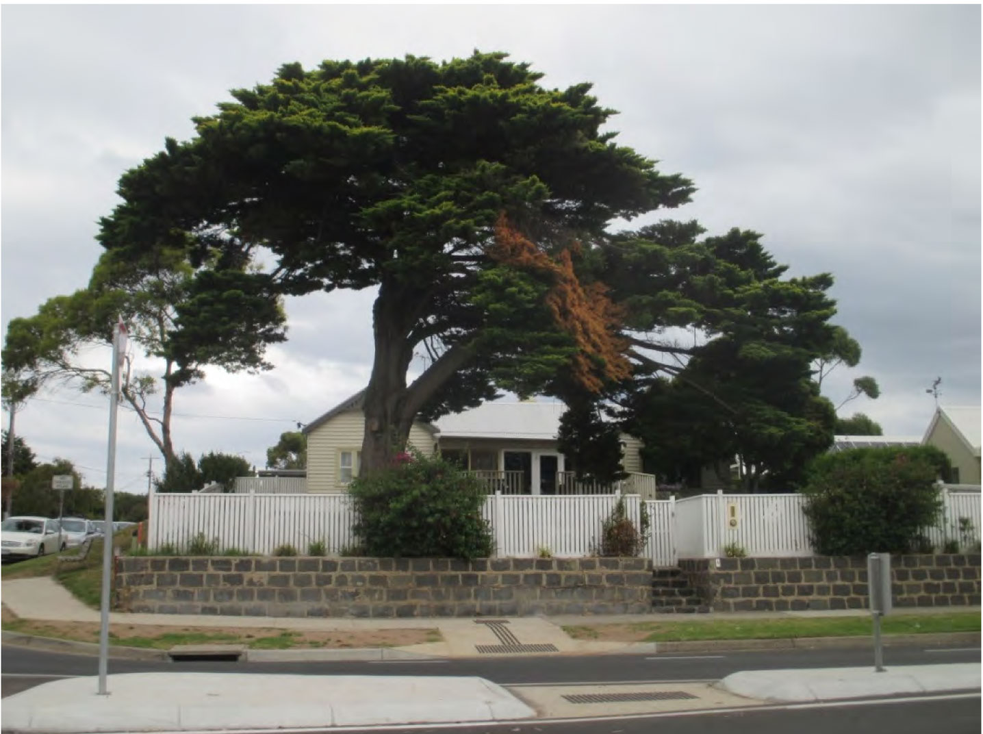 Image of house and cypress tree at 9 Bridge Road, St Leonards